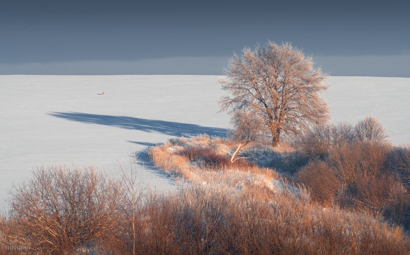 поле, дуб, дерево, лиса, зима, иней Побегphoto preview