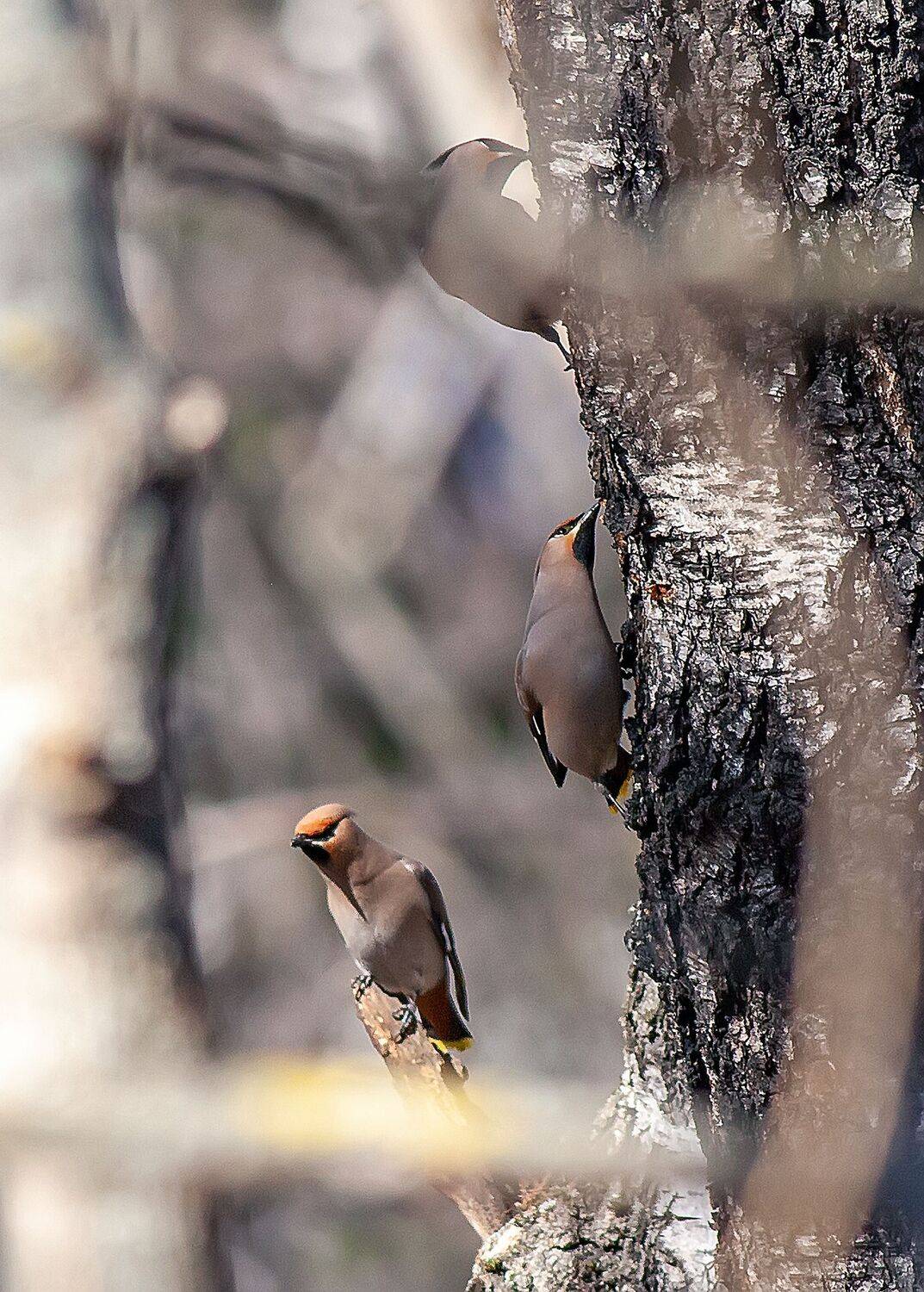 , Александр Широких