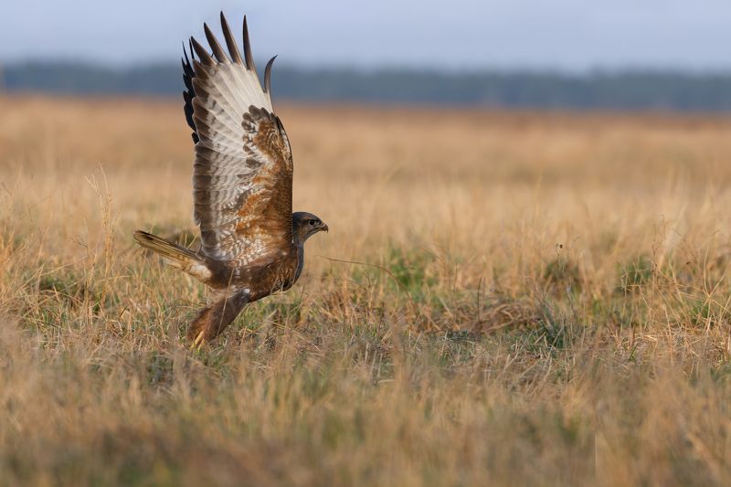 фотоохота, Обыкновенный Канюк (Buteo buteo)photo preview