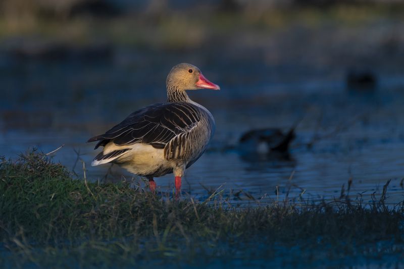 #birdphotography	 #birdsofinstagram	 #wildlifephotography	 #birds	 #naturephotography	 #bird	 #nature	 #wildlife	 #photography	 #birdwatching	 #natgeo	 #photooftheday	 #nikon	 #birding	 #naturelovers	 #canon	 #animals	 #birdlovers	 #travel	 #love	 #bestbi  фото превью