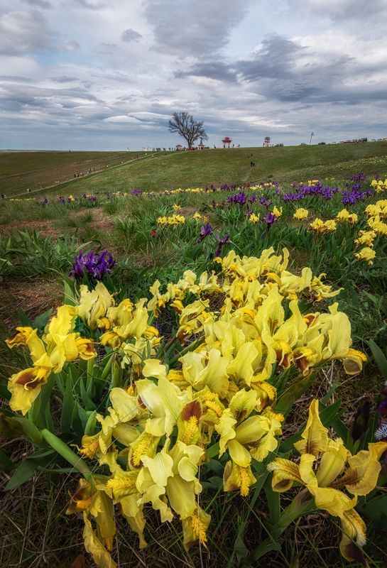 Степь Калмыкии в цветуphoto preview