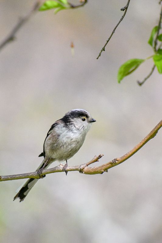 aegithalos, caudatus, bird Aegithalos caudatusphoto preview