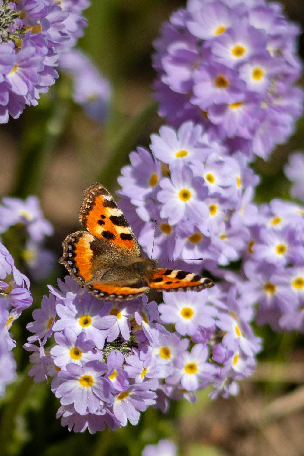 , Александр