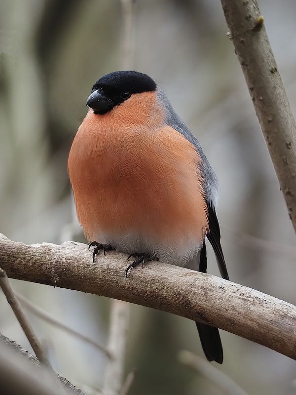 пушистый толстячокphoto preview