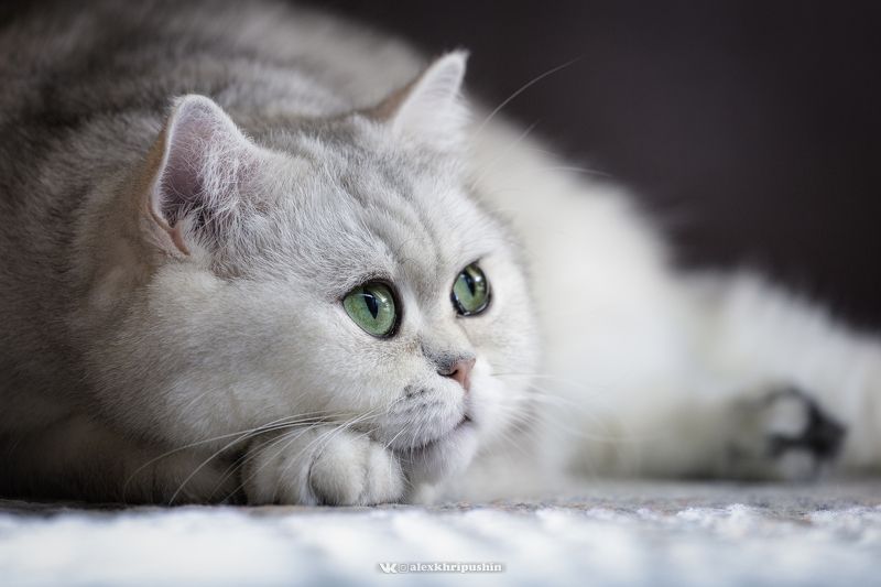 Лежал как-то кот под диваномphoto preview