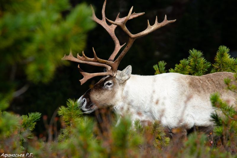 северный олень, Красноярский край, Хакасия, заповедник Лесной северный оленьphoto preview