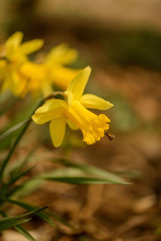 нарциссыphoto preview