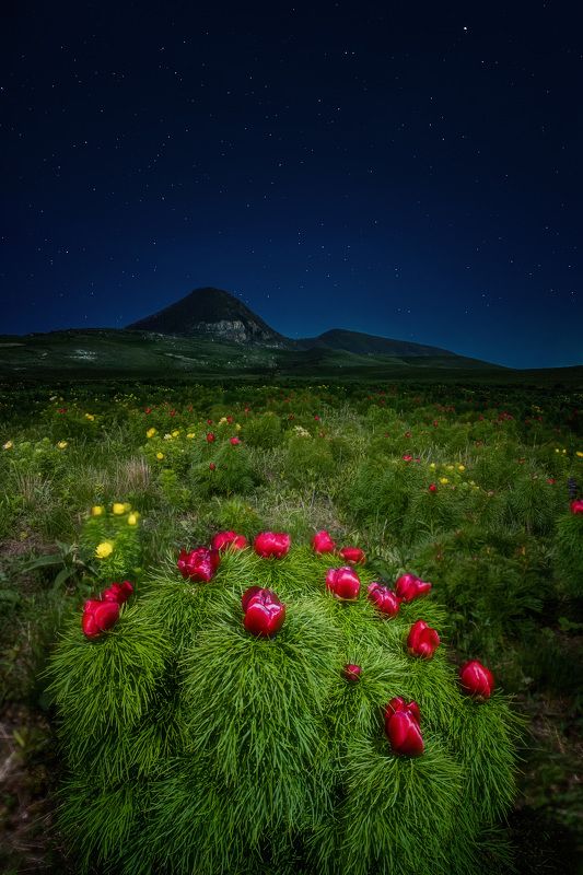 кавказ, скфо, ставрополье, кмв, верблюд, пион, лазорик, цветы, весна, россия, fujifilmru Пион узколистныйphoto preview