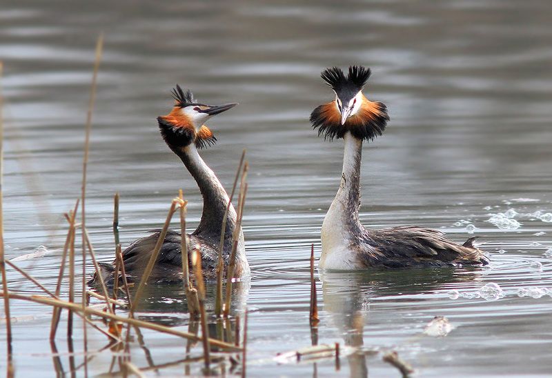 Чомгиphoto preview