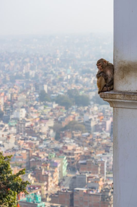 непал, катманду Наблюдательphoto preview