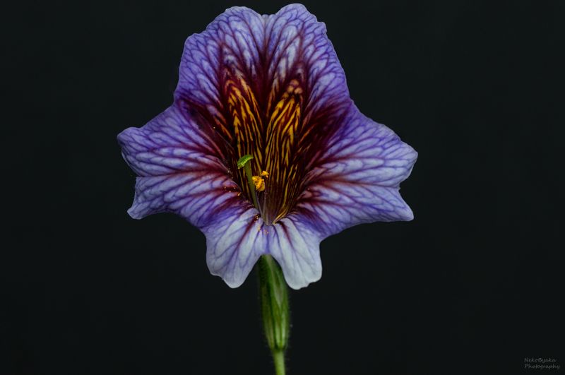 макро, природа, цветы, лето, macro, nature, flowers, summer Сальпиглосисphoto preview