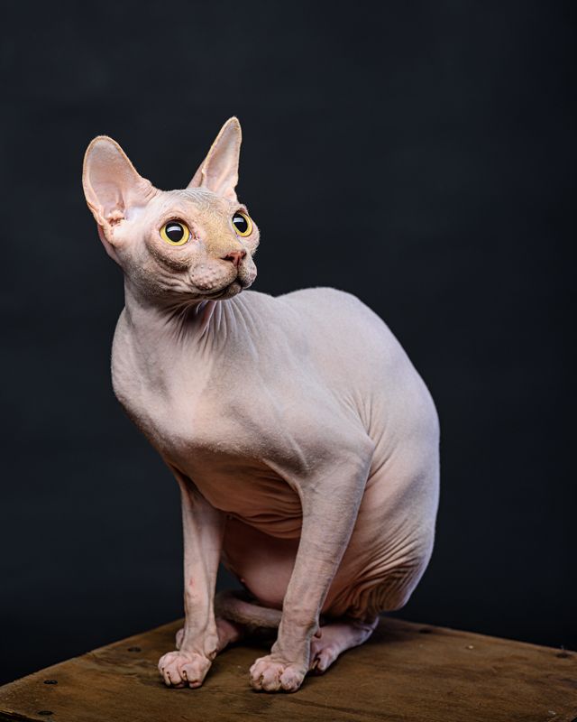 кот, сфинкс Кот Люциферphoto preview