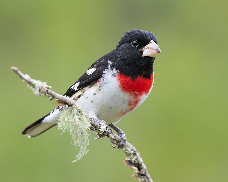 rose-breasted grosbeak, grosbeak, весна, cardinal, кардинал Rose-breasted Grosbeak - Красногрудый дубоносовый кардиналphoto preview