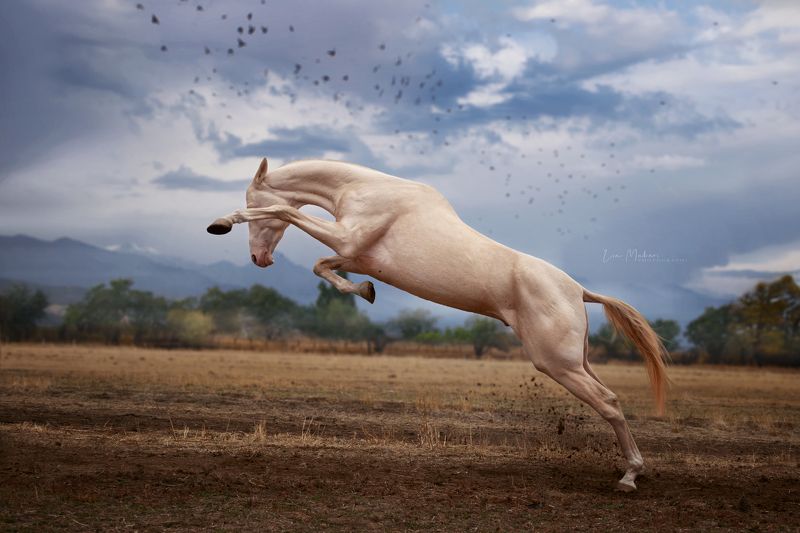 Лошадь, поле, игра, галоп, ахалтекинец, horse, horses Хадисphoto preview