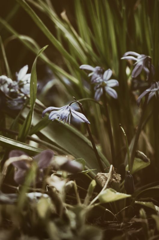 сцилла, первоцветы, весенние цветы, цветы Первоцветы фото превью