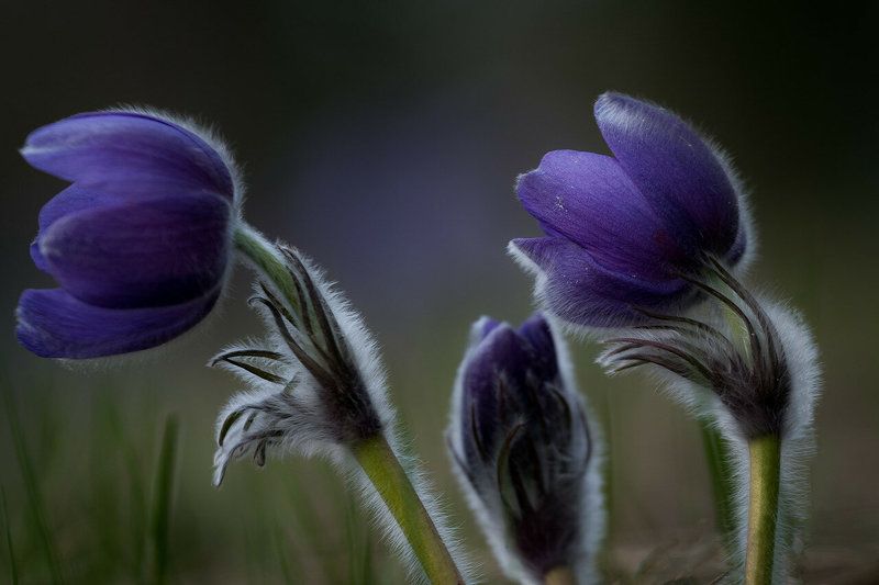 прострел раскрытый, сон-трава, первоцветы, цветы, flowers, primulas, pulsatilla patens 2 + 1photo preview
