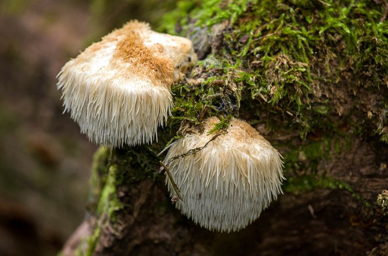 гриб, герициум гребенчатый, hericium erinaceus, львинная грива, гриб лапша, обезьянья голова и т.д. Гриб обезьянья головаphoto preview