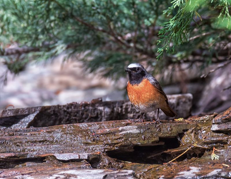 птица, горихвостка, самец, вода, купание, Водные процедуры.. (горихвостка)photo preview