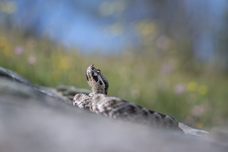 Носатая гадюка (Vipera ammodytes)photo preview