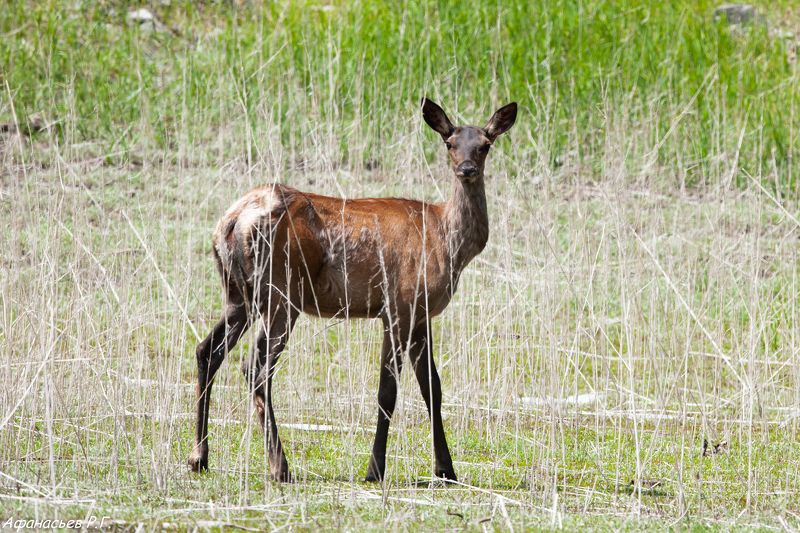 марал, заповедник Саяно-Шушенский, Красноярский край, Хакасия Маралушки у водопояphoto preview