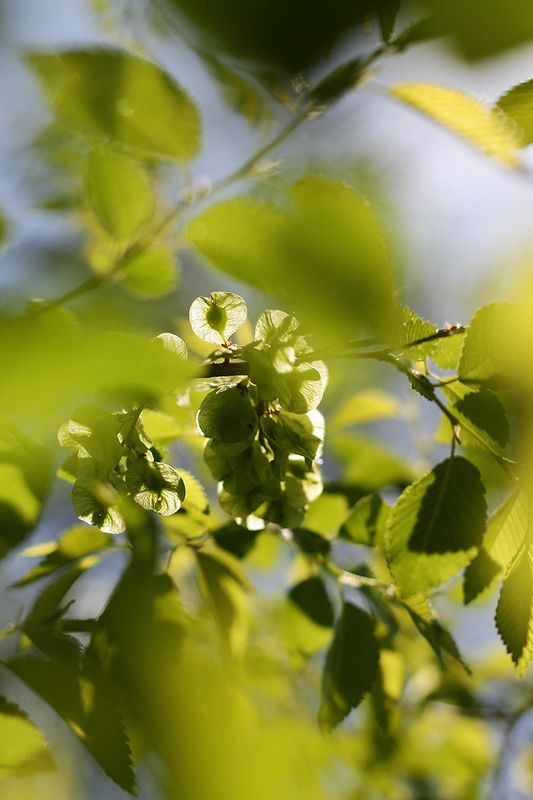весенняя листва, весна, листики. зелень уже так хочется весны...photo preview