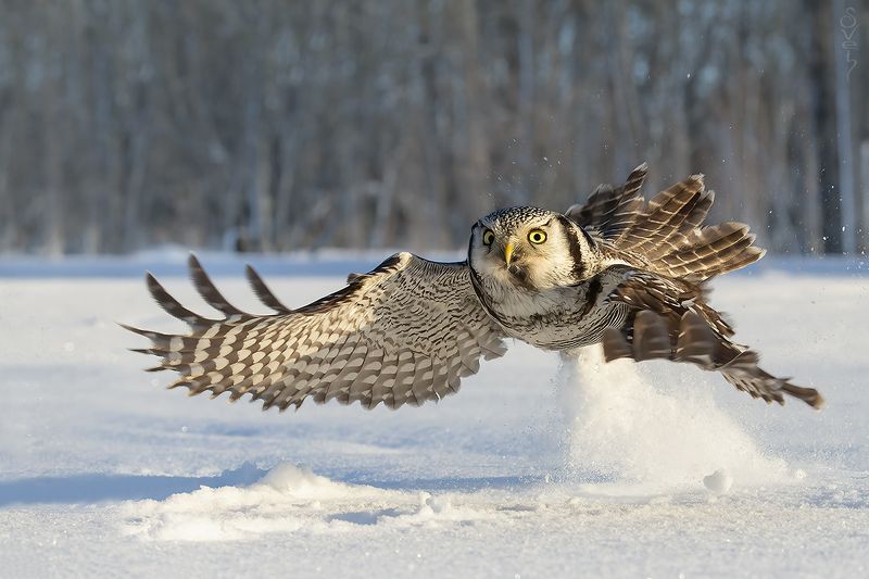 ястребиная сова метр в секундуphoto preview