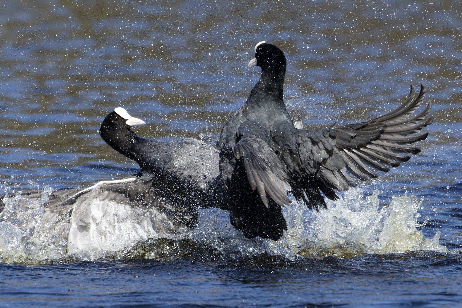 Битва лысух.. Автор: Александр Шипиленко лысуха, птицы, фото птиц, Александр Шипиленко