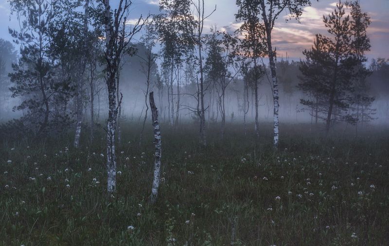 питер, луга, пейзаж, пейзаж, ленобласть, туман, landscape, nature, природа, foggy, forest, рассвет, болото, ленинградская область ...photo preview