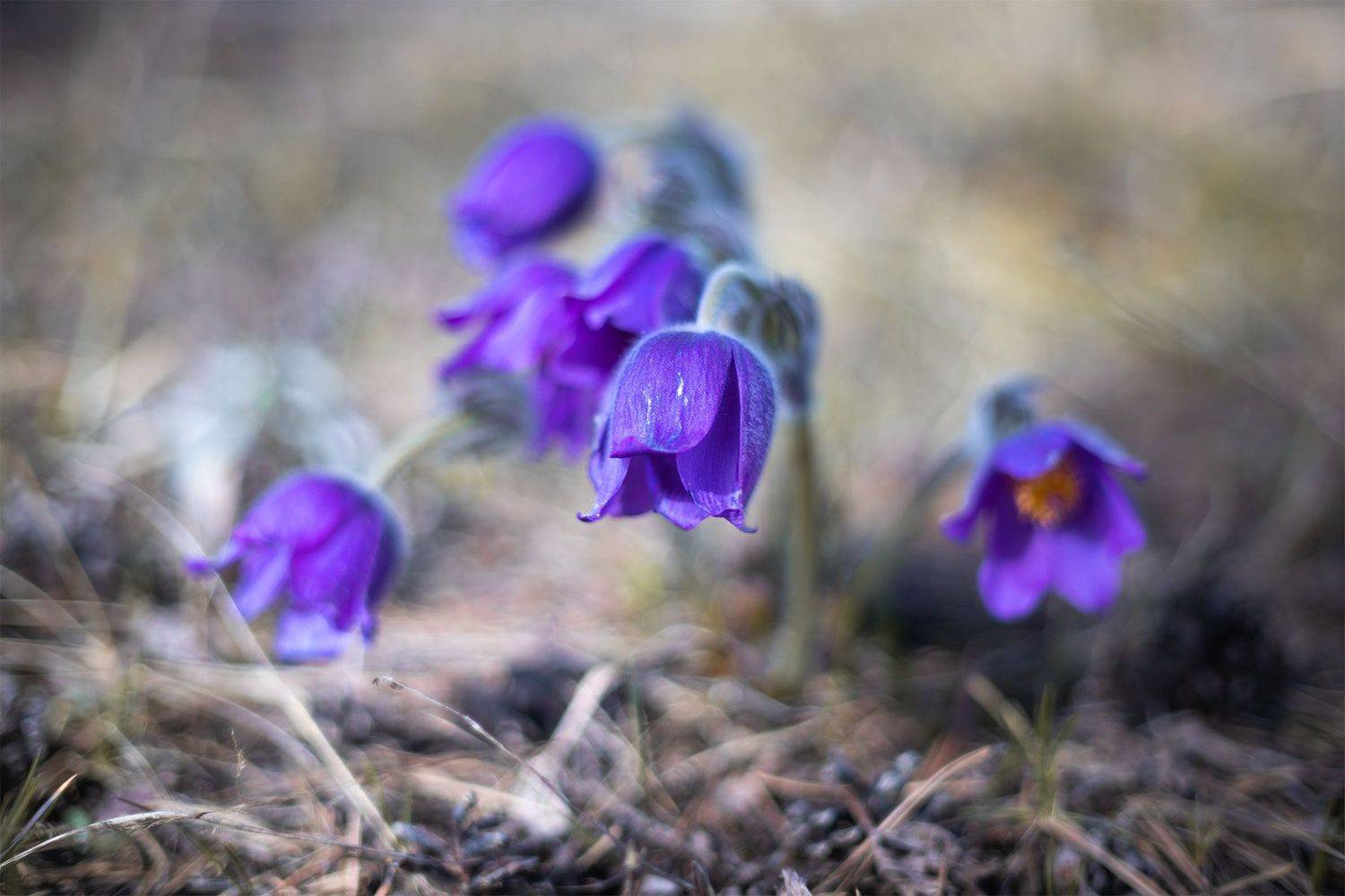 Сон-трава. Автор: Чудинин Дмитрий , Чудинин Дмитрий