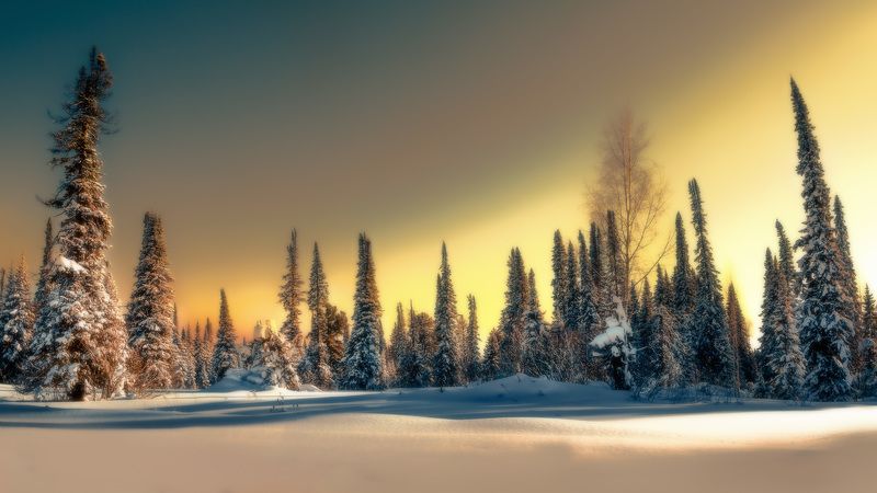 пейзаж, закат, лес, природа Siberian flavorphoto preview