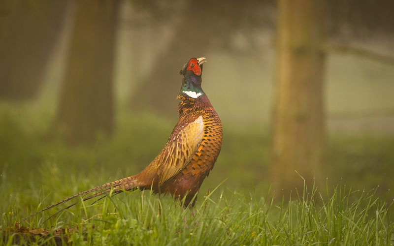 Pheasamtphoto preview