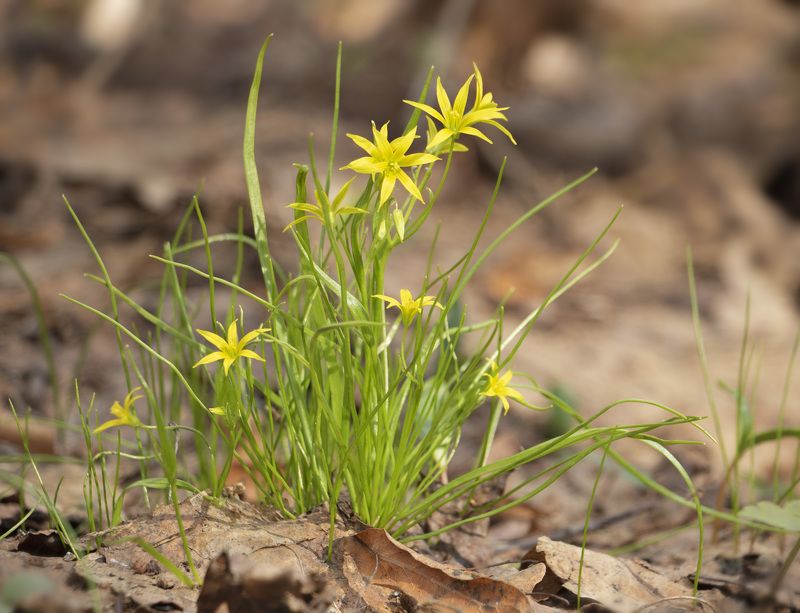 Гусиный лукphoto preview