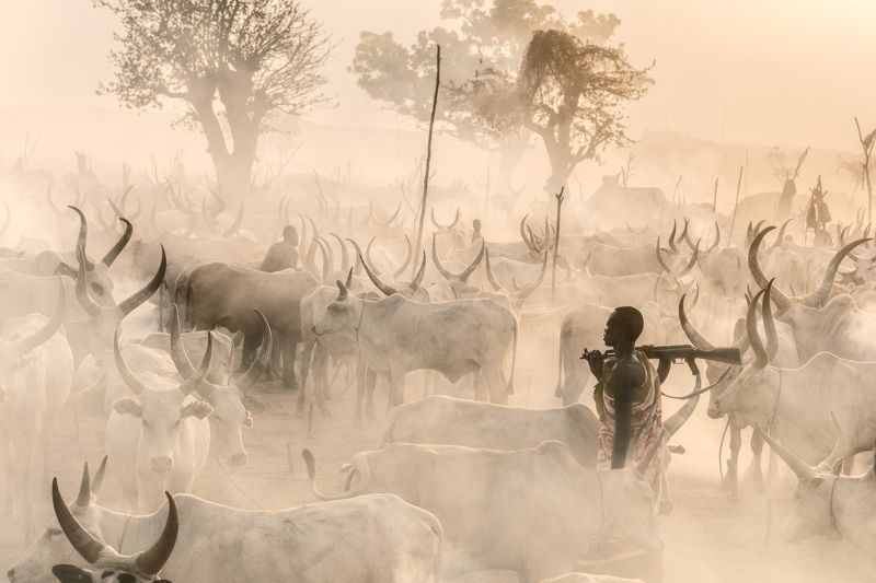 Mundari, herder, herd, cattle camp, South Sudan, Africa,  Protecting the herdphoto preview