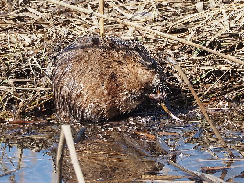 ондатра завтракаетphoto preview
