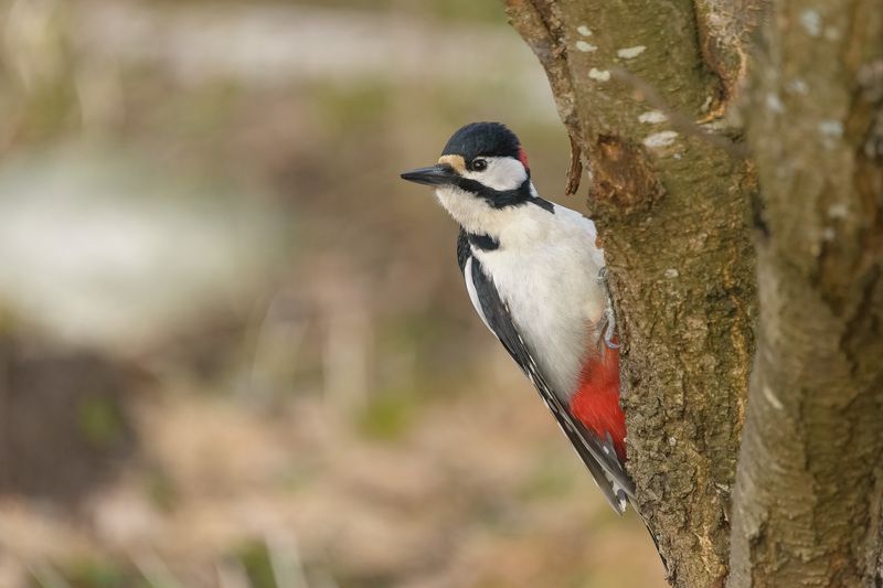 Большой пёстрыйphoto preview