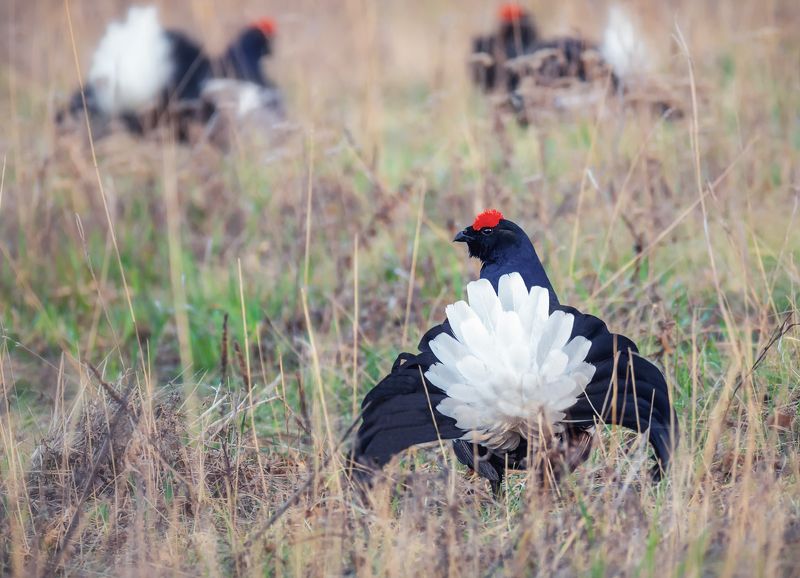 птица, тетерев, косач, ток, луг, на току..photo preview