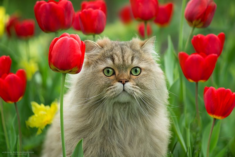 Лукас в тюльпанахphoto preview