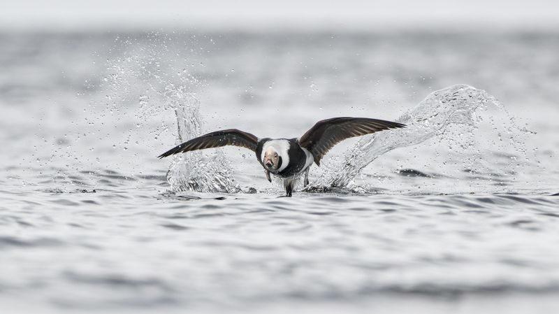 Самец морянкиphoto preview