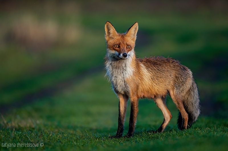 Лиса любуется закатомphoto preview