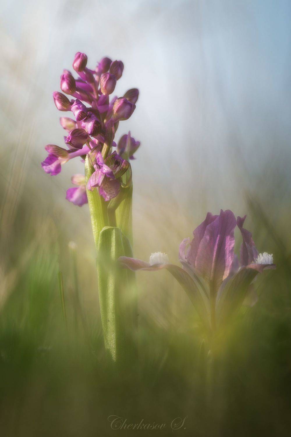 крым, весна, орхидеи, ирис, анакамптис, дремлик, дикая орхидея,, Черкасов Сергей
