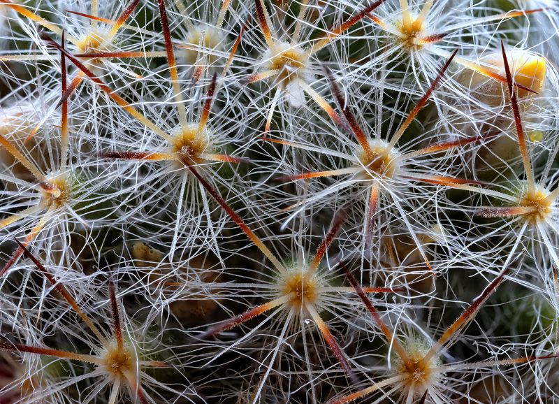 #цветы #макро #природа #фауна Взгляд поглубжеphoto preview