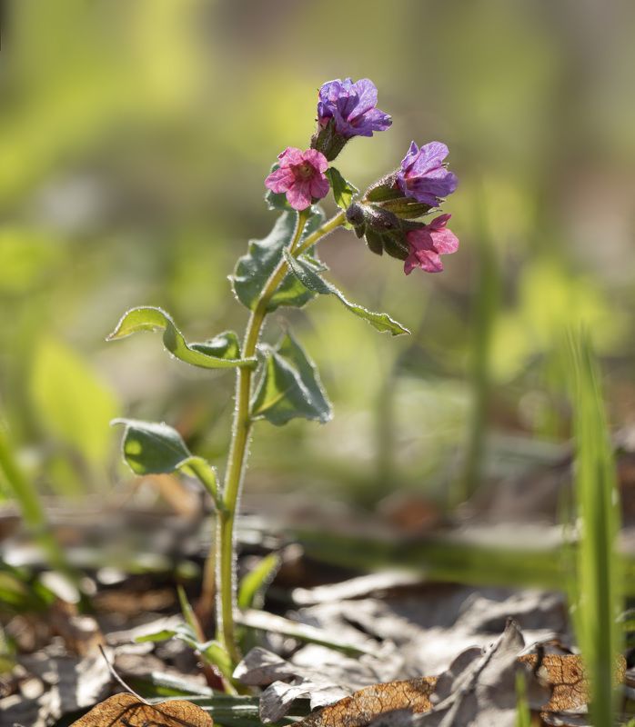Медуницаphoto preview