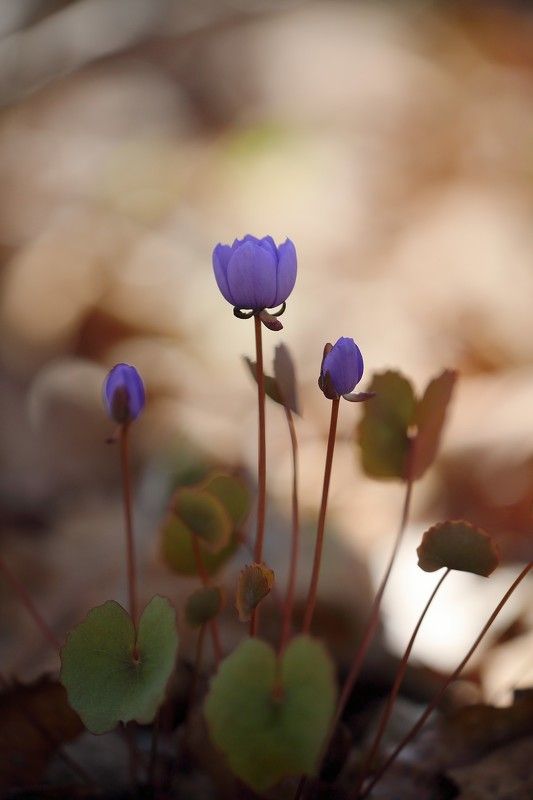 джефферсония апрель владивосток пригород лес Джефферсонии фото превью