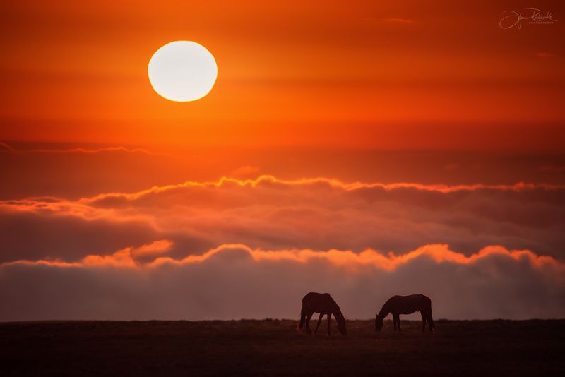 лошади, алтай, горный алтай, кавказ, животные, horses, лошадь В гривах их гуляет ветер...photo preview