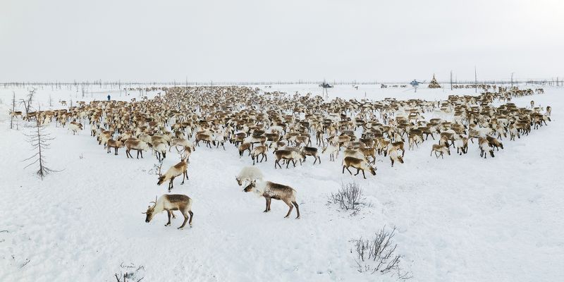 панорама, олени Таймырские олениphoto preview