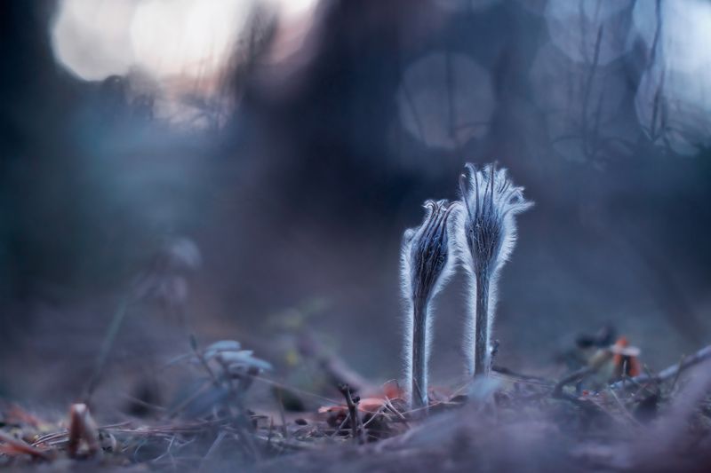 прострелы цветы весна боке красота лес Весне дорогу! фото превью