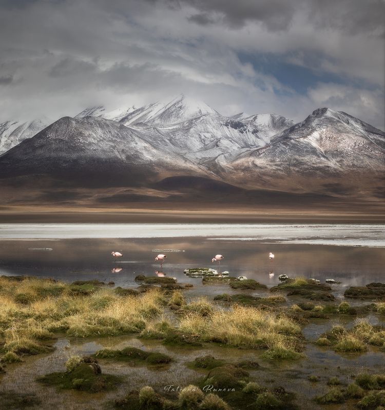 Из серии Мир Фламингоphoto preview