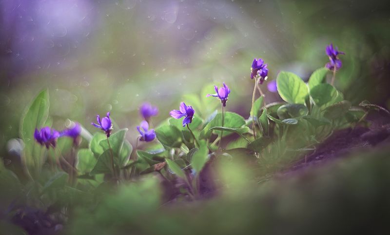 Farandole)photo preview