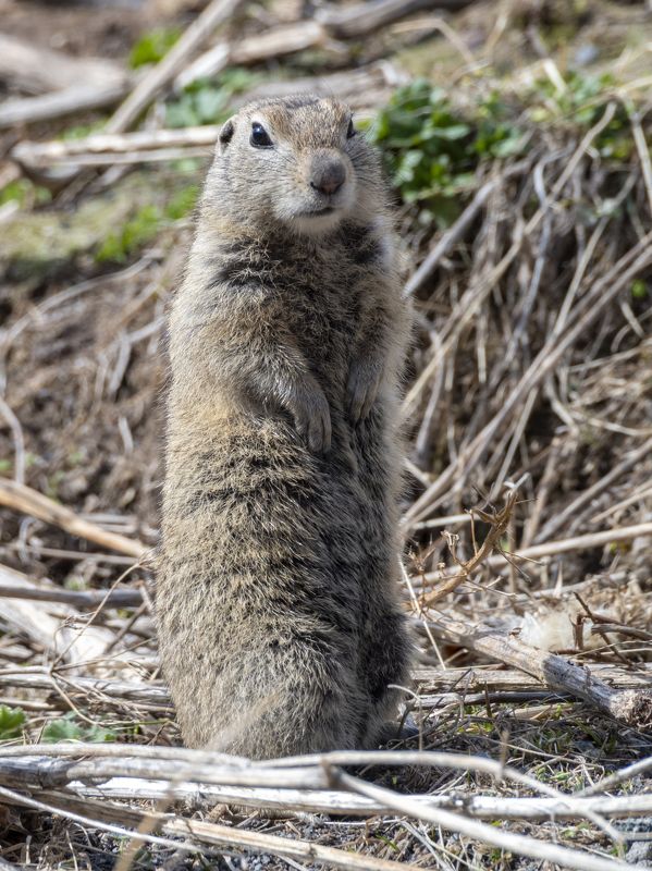 северное приэльбрусье. малый суслик. животные На посту. Малый сусликphoto preview