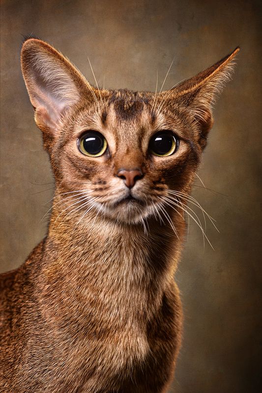 Абиссинская кошка, кошка, портрет кошки Шантиphoto preview